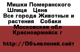 Мишки Померанского Шпица › Цена ­ 60 000 - Все города Животные и растения » Собаки   . Московская обл.,Красноармейск г.